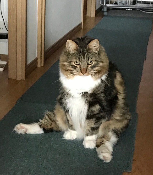 足短胴長なレオ君は、この座り方が定番だニャン