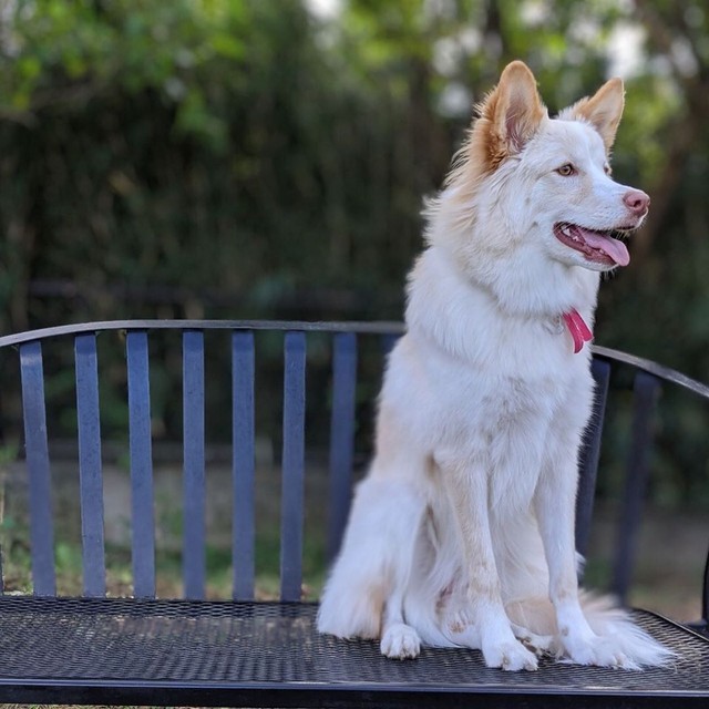 ドッグランで。犬に追いかけられたトラウマがあり、高いところに避難する