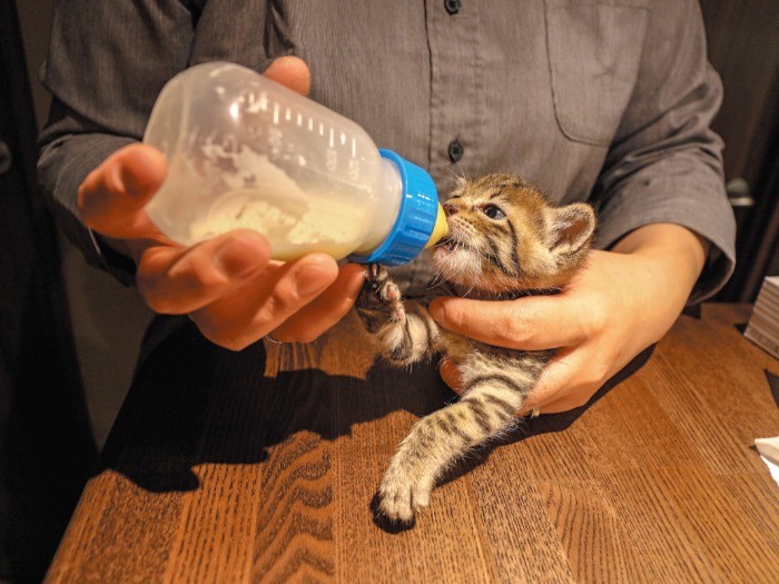 保護して数日はミルクの吸い付きが悪かったものの、その後は元気いっぱいにゴクゴク