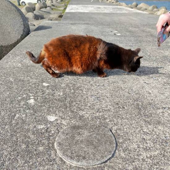 すももたちと共に保護したミルの毛も赤茶だった（亜妃さん提供）