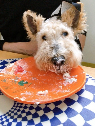 最後のふるむちゃんの記念日に。ケーキまみれのお顔（つばきさん提供）