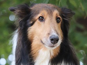 ２０２０シュッとしてるで賞　シェットランドシープドッグ「シーナ」　