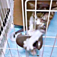 保護後、ケージの中から前足を伸ばすティダさん（画像提供：むうむうとネコさん）