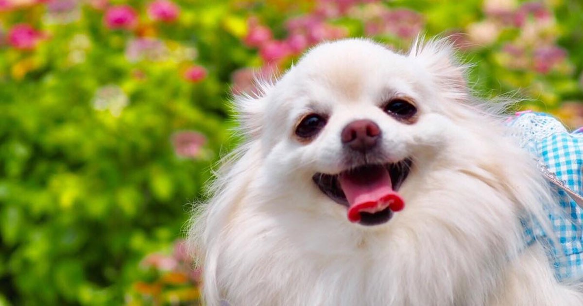 おじいちゃんと花を見に行って笑顔のポメラニアン、「メル」 | 「犬や