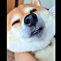トントンされて眠りにつくすずちゃん（画像提供：入間川いぬ散歩会さん）