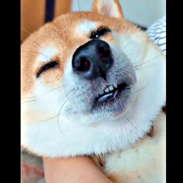 トントンされて眠りにつくすずちゃん（画像提供：入間川いぬ散歩会さん）