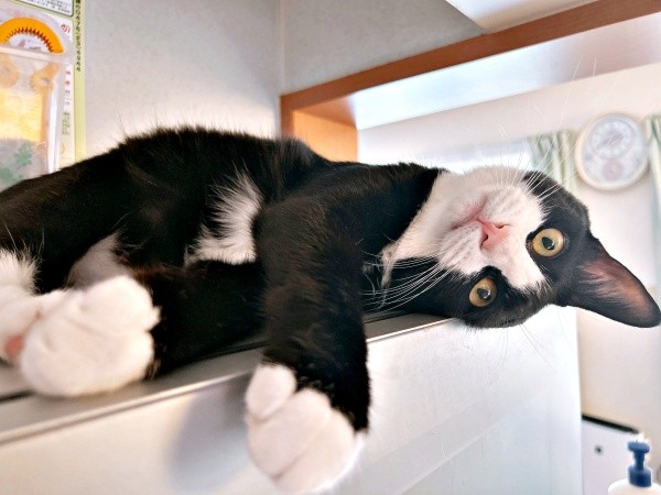 ゴロンと寝そべってくつろぐめいちゃん（画像提供：奈神さん）