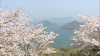 （資料）紫雲出山の桜　香川・三豊市