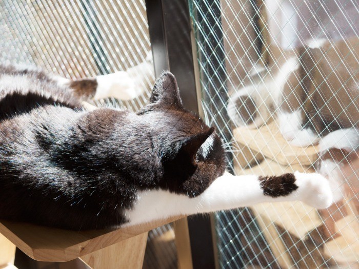 ぬくぬく、ひなたぼっこ（小林写函撮影）