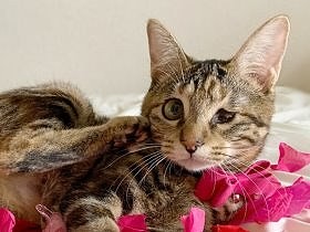 道に捨てられていた子猫の目には障害　迷った末、４匹目の家猫に