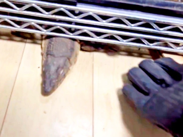 そっと手を伸ばしてトカゲを捕まえようとすると…（画像提供：トギさん）