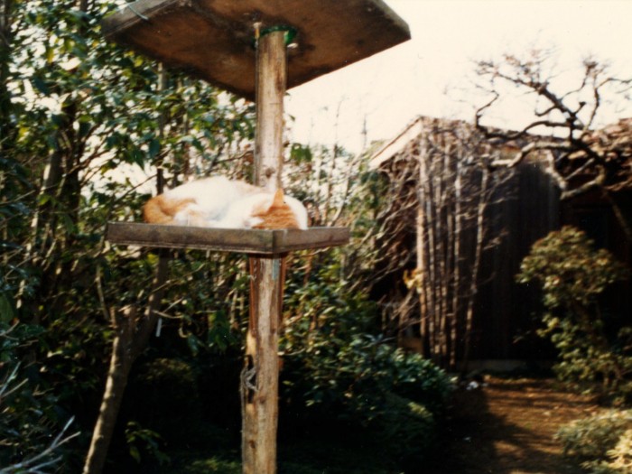 鳥のエサ台で眠るムクちゃん