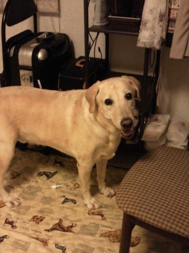 いたずらをした後に「何もしてないよ」という顔でカメラ目線のレイ之助くん