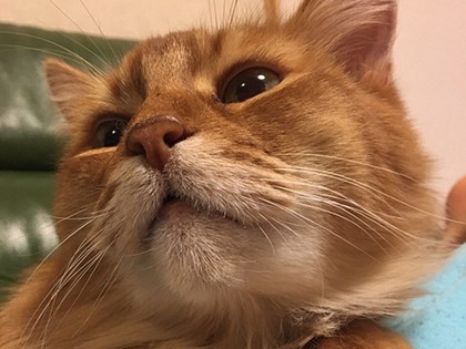 「売れ残り」から運命の猫になったソマ、転落事故で３本足に