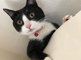 あ、見つかっちゃった？ 白手袋がかわいい白黒猫「ハチ」