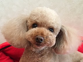 ママがお仕事の時は良い子で待ってるよ　 トイプードルのメル