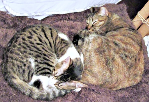 お迎えから約1年後、すっかり仲良しになった（左から）くうちゃん、先住猫・えっちゃん（画像提供：Ｙさん）