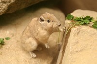 神戸どうぶつ王国では、青草やクローバー、ニンジンなどを食べる