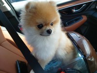 パパさんとドッグランへ！（ミサイルさん提供）
