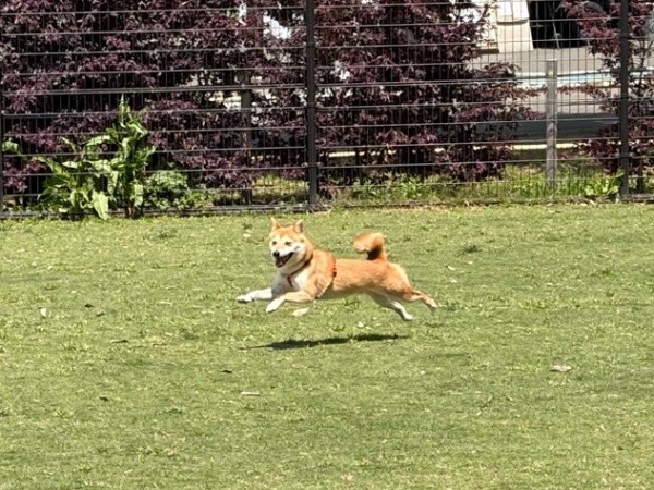 「飛行犬」！？ 芝生を元気に駆け回るもにちゃん（画像提供：しょんぼり顔のもにさん）