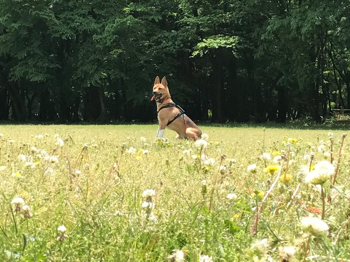 公園が大好き！ならいいんだけれど、本当はびくびくおっかなびっくり