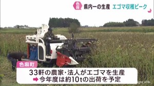 シソ科の植物エゴマの収穫が最盛期　宮城・色麻町の特産品