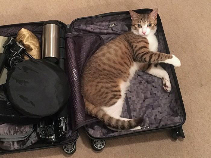 出張前の行かにゃいで①