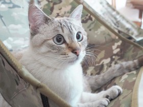 お父さん、お母さんけんかはやめてね　仲裁に入るシャムトラ猫「もなか」