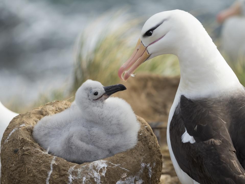 世界最高齢70歳の鳥、卵がふ化｜よろず〜ニュース