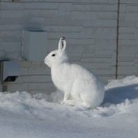 （びえいハスカップファーム提供）