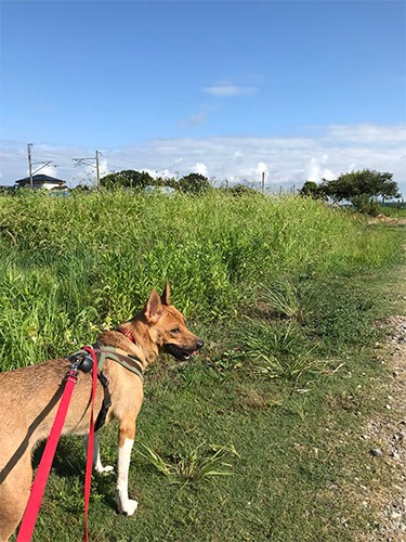 夏の田んぼ道。しかし今日は暑いねー