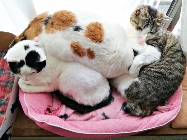 ひとつのベッドでくつろぐ（左から）のりおさん、みたらしさん、ごまおさん（画像提供：あすか 着物と猫とカネコ系さん）