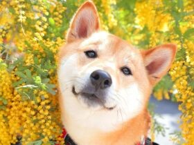 ミモザがよく似合うでしょ？柴犬「ぶん太」　これからもっと家族になっていこうね