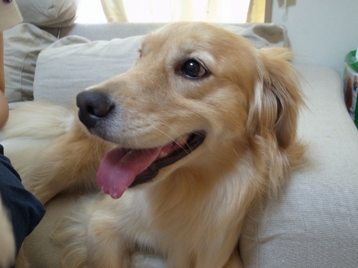 天真爛漫、一家のアイドル犬