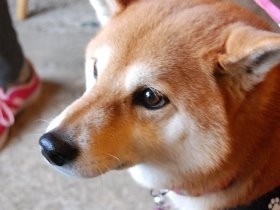 柴犬さくらは、コーヒー豆店の広報部長　散歩がてら出勤して接客