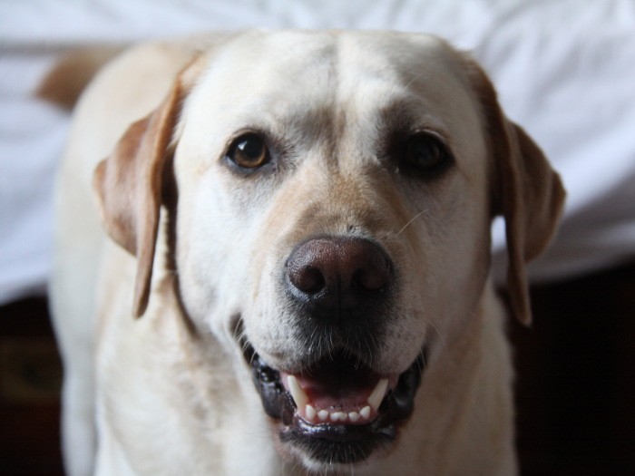 いつもニコニコのグレース