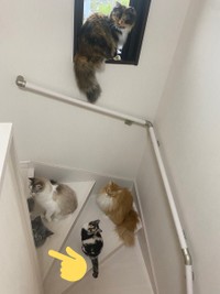 なんとしても登場しなきゃ！＝さとう＠猫ぼっこさん（@necobokko）提供