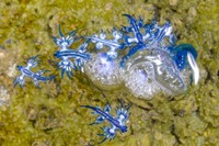 ブルードラゴンと呼ばれるアオミノウミウシ（nobuhiko／stock.adobe.com）