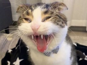 そ、そんなお顔で!?　大あくびする猫から狛犬風の犬も！〈sippoおもしろ写真〉