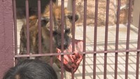 鹿肉を檻内に引き込むハイエナ