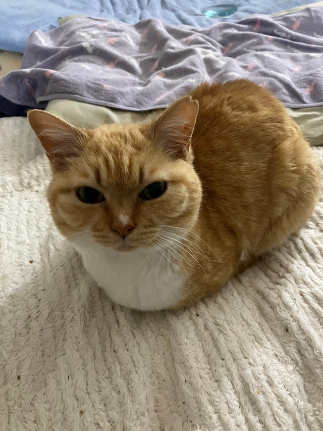 綺麗な香箱座りを見せるにこちゃん（提供：ねこいろ日記さん）