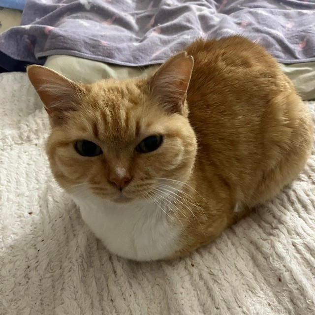 綺麗な香箱座りを見せるにこちゃん（提供：ねこいろ日記さん）