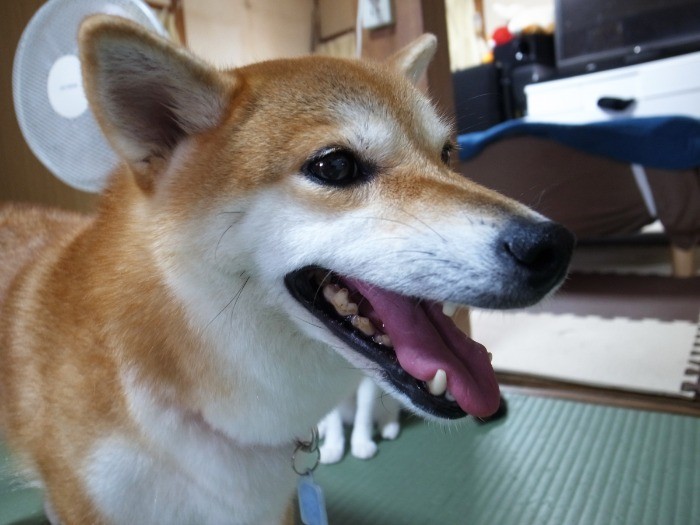 目の輝きがとてもきれい