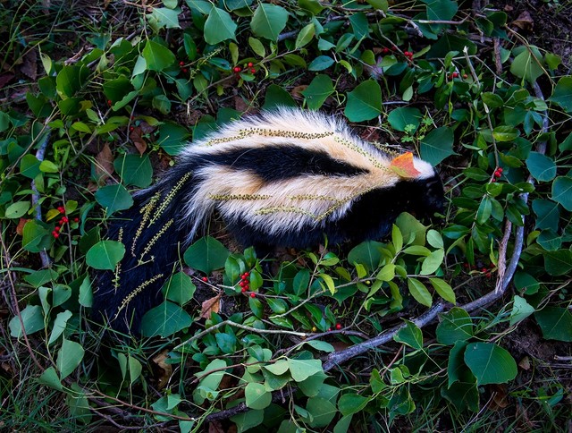 （アマンダ博士提供）