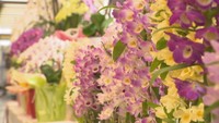 華やかな洋ランの展示会