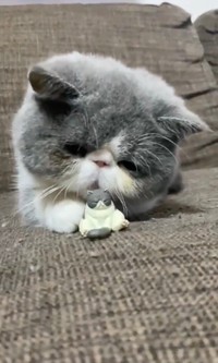 じぃぃぃ…（動画からキャプチャー／提供：田中さんちの仲良し５兄妹 さん）