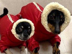 はちゃめちゃ犬のパワーはアジリティで開花　弟が増え家族の絆はいっそう深まる