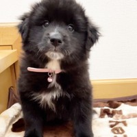 里親募集サイトで掲載されていたソルちゃんの写真（画像提供：tantarou たんたろうさん）