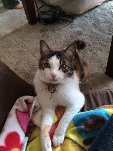 家にきたころの「ヨーコ」