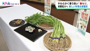 宮城県産の希少な春セリを使った新しい料理がお披露目　消費拡大へ